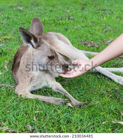 Feeding the kangaroo at a zoo in Australia
