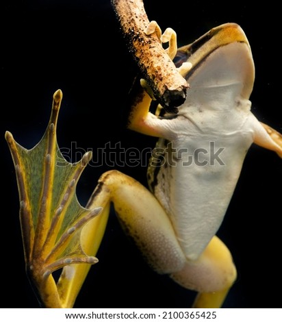 Frog showing its unique toes and body structure for aquatic life Asia

