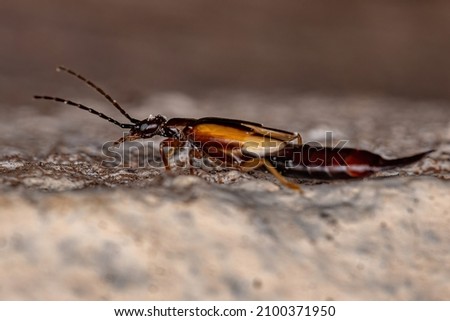 Adult Common Earwig of the Family Forficulidae