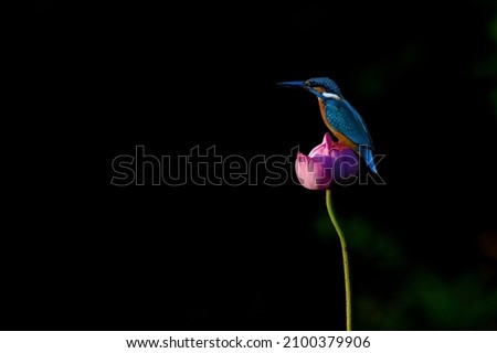 Common Kingfisher perched on a lotus flower on a black background Royalty-Free Stock Photo #2100379906