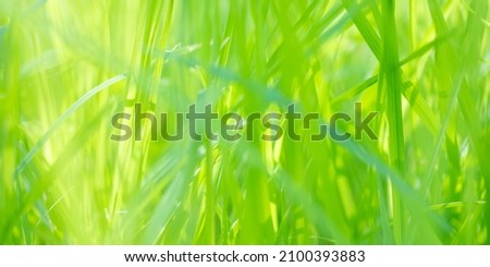 green grass leaf in garden with bokeh background