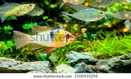 Aquarium fish Microgeophagus ramirezi, Ram cichlid  from Amazon river with some green plants and Tetra fish Royalty-Free Stock Photo #2100410296