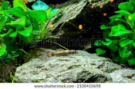 Garra flavatra - Panda Garra - species of cyprinid fish in aquarium with stones and Anubias plants