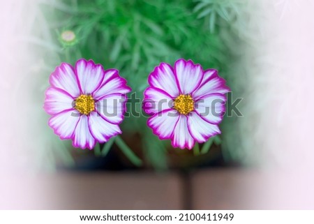 Purple daisies background and space for designing or adding images to flyers. Advertising sheets and greeting cards