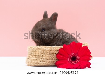 small rabbit with flower isolated on white and pink background