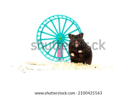 close up shot of black hamster and wheel isolated on white