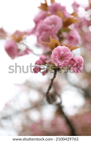 a little cute pink flowers in it's branch