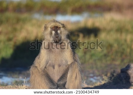female baboon monkey sitting looking forwards at camera. Landscape portrait from African savannah grass on safari game drive in South Africa, Kruger National Park