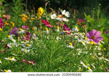 Flower meadow with different colored flowers. Spring and summer flower meadow. Romantic sight
