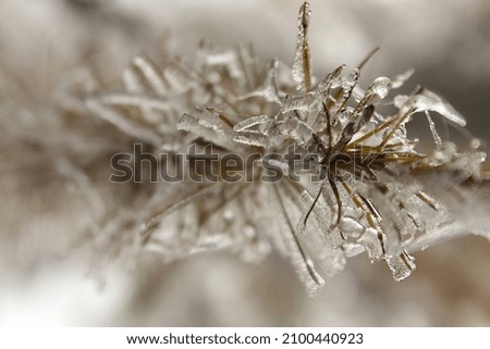 A close-up shot of frozen pine branches during the day