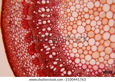This picture is a cross section of stem plant tissue and under a light microscope. 
Found in many types of plant tissues, such as ground tissue (parenchyma cell, collenchyma cell, sclerenchyma) Royalty-Free Stock Photo #2100441763