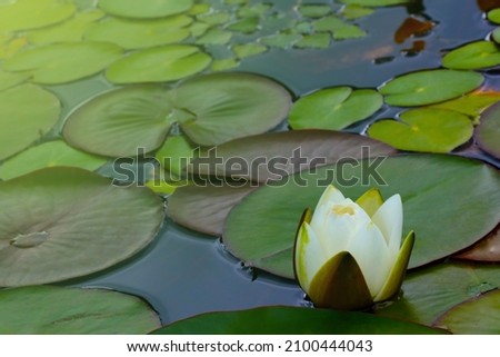 A bud of a white flowering lily on a pond, selective focus