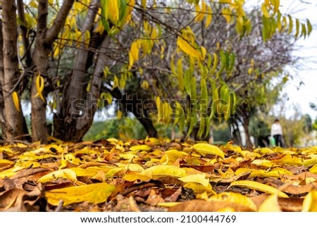 Trees with yellow autumn leaves and dry foliage on the ground. Selective focus