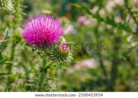 Blessed milk thistle flowers in field, close up. Silybum marianum herbal remedy, Saint Mary's Thistle, Marian Scotch thistle,  Mary Thistle, Cardus marianus bloom Royalty-Free Stock Photo #2100453934