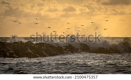 Seagulls fishing at the coastal protection on a windy summerday at the westcoast in denmark