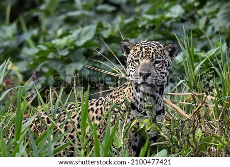 Crouching Jaguar is hiding in the green thickets of grass. Green natural background . Panthera onca. Natural habitat.  Brazil.