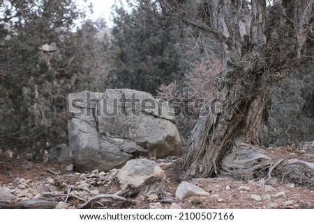 Picture of a large rock with and very old juniper tree outhere in the forest, taken in daylight in the winter season