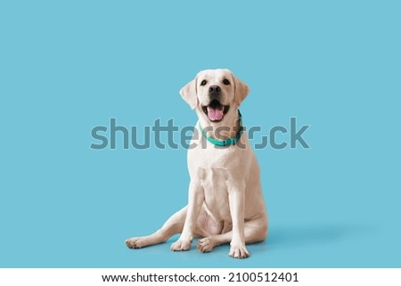 Cute Labrador dog sitting on blue background Royalty-Free Stock Photo #2100512401