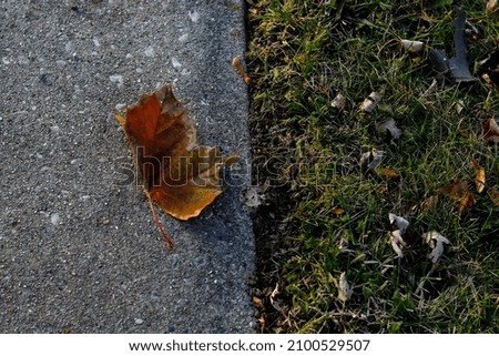A closeup shot of a dried maple leaf fallen on the ground in autumn