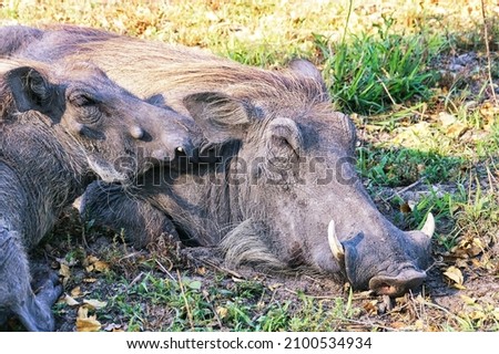 A closeup of a sleeping warthog with its piglet lying on the grass in Okavango Delta, Botswana