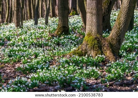 Carpet of white fresh snowdrops in spring forest. Tender spring flowers snowdrops harbingers of warming symbolize the arrival of spring. Scenic view of the spring forest with blooming flowers Royalty-Free Stock Photo #2100538783