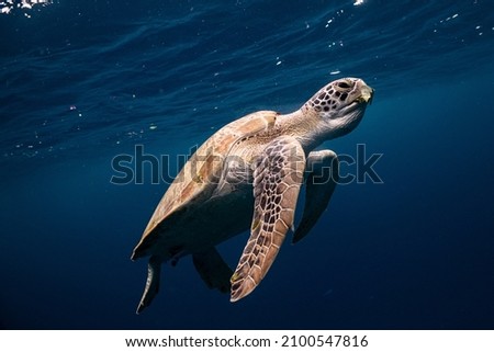 Sea turtle on the ocean it is good marine life