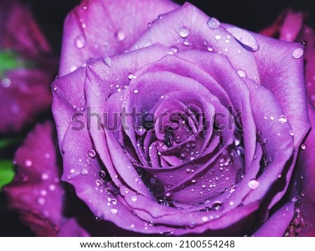 Close-up of a beautiful purple rose flower with droplets,