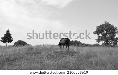 Beautiful wild brown horse stallion on summer flower meadow, equine eating juicy grass, horse stallion with long mane portrait in standing position, equine stallion outdoors, superb big horse equines