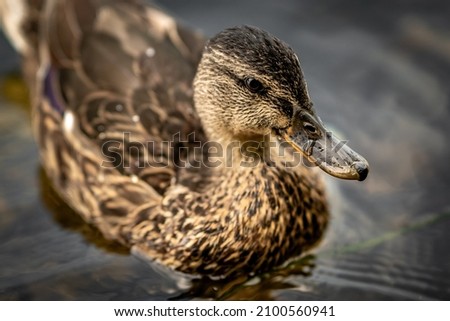 A closeup shot of a brown Mallard duck (Anas platyrhynchos) swimming in the lake water