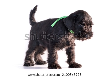 Snauzer dog isolated on white background. Miniature schnauzer puppy.