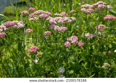 Yarrow flowers on summer meadow, selective focus. A bloom yarrow meadowland for publication, poster, calendar, post, screensaver, wallpaper, postcard, card, banner, cover, website