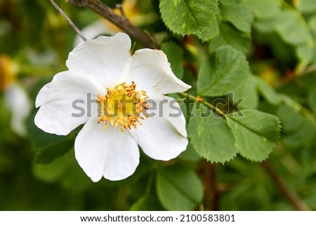 a blooming rose-hip flower with white petals. medicinal plant Royalty-Free Stock Photo #2100583801