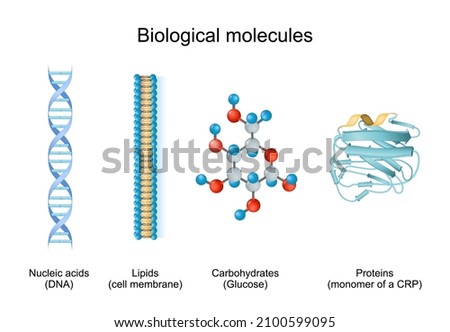 biomolecule is molecules present in live organisms. Types of biological molecule: Carbohydrates, Lipids, Nucleic acids and Proteins. biomolecule for example of Glucose, cell membrane, DNA, CRP. Royalty-Free Stock Photo #2100599095
