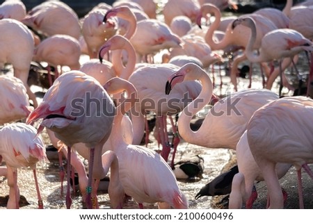 A view of beautiful flamingos in their habitat