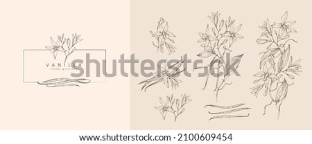 Vanilla pods flowers floral logo and branch set. Hand drawn line herb, elegant leaves for invitation save the date card. Botanical rustic trendy greenery Royalty-Free Stock Photo #2100609454