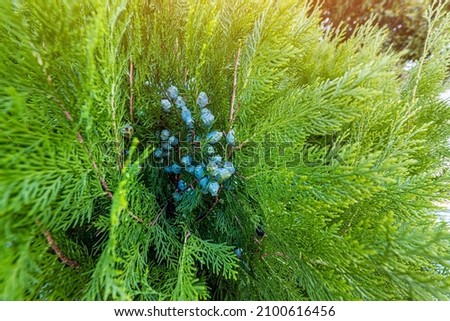 Thuja berries - popular plant in landscape design