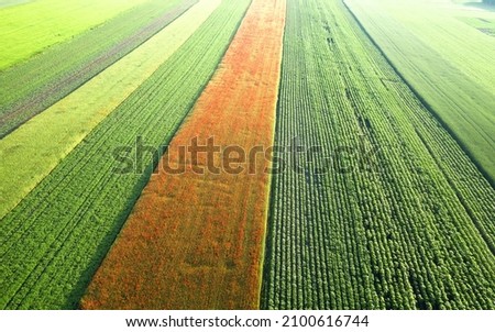 Agricultural fields sown with industrial crops. Drone view. Spring rural landscape.