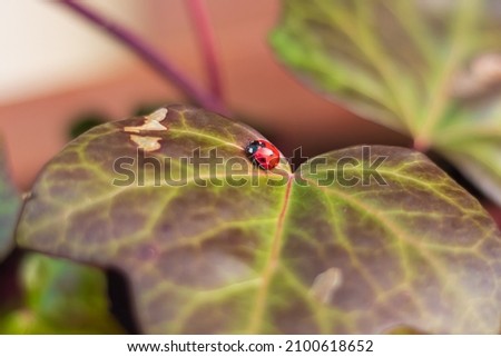 Picture of a single ladybug walking on green leaf