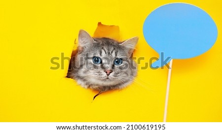 Funny gray tabby cute kitten with beautiful blue eyes on bright trendy yellow background. Lovely fluffy cat climbs out of hole in colored background. Free space for text. Royalty-Free Stock Photo #2100619195