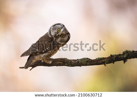 Boreal owl looking to the camera on branch with copy space Royalty-Free Stock Photo #2100630712