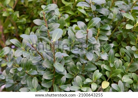 Japanese holly  (Ilex Crenata Caroline Upright) winter hardy and evergreen hedge plant that is resistant to the boxwood moth and boxwood caterpillar Royalty-Free Stock Photo #2100643255
