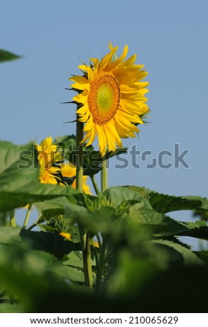 Sunflowers field/Sunflowers field