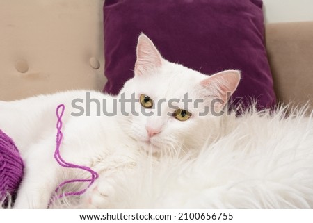 white cat playing and happy 