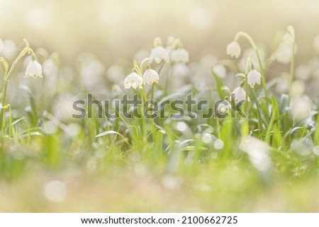 Soft spring background. Spring flowers in the shining sunlight, Leucojum vernum, called spring snowflake Royalty-Free Stock Photo #2100662725