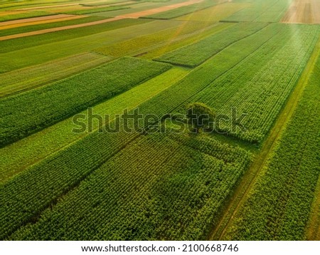 Lonely Tree Stand Out of Colorful Crop Farm Fields in Agriculture Landscape in Slovenia Countryside.