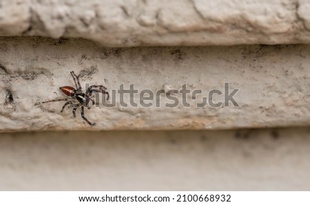 Small spider with brown, beige and black abdomen and black paws. It is walking on a beige wall. Macro photography. Natural light.