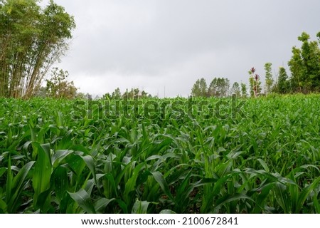 View of corn plants on the edge of a bamboo field. Location place of Sarimunggu, North Sumatera