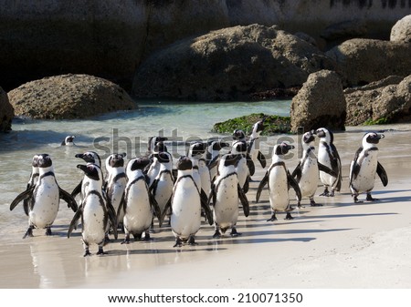 African penguin crowd Royalty-Free Stock Photo #210071350