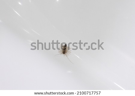 Wood lice with elongated body and many legs on white shining glistening surface of bath in bathroom. Unpleasant insects at home and getting rid of them.
