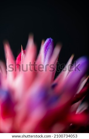 Close up of Bromeliad Flower on Black Background